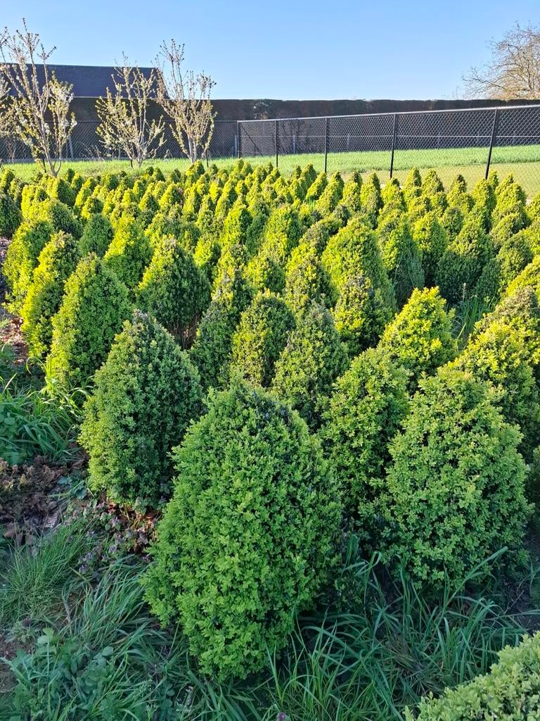 Buxus, Ophalen, Buxus