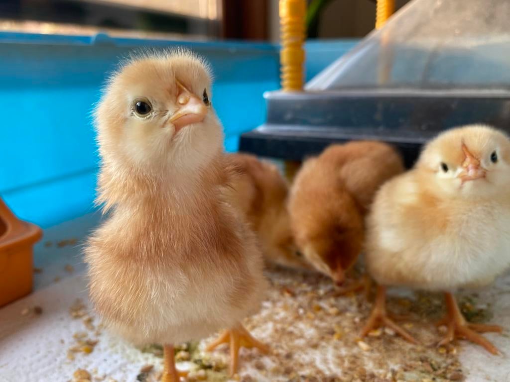 Broedeieren legkippen, Dieren en Toebehoren, Meerdere dieren, Kip