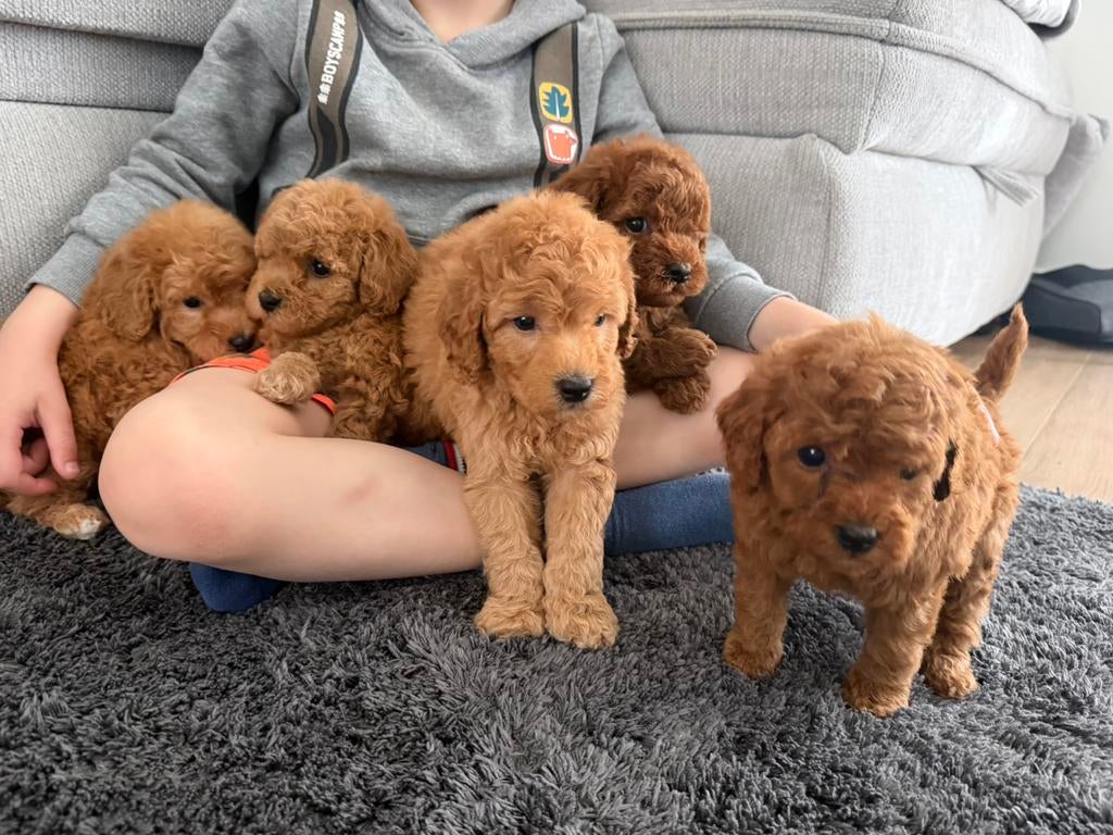 Toy dwergpoedelpups, Dieren en Toebehoren, Poedel, Parvo, België, Fokker | Hobbymatig