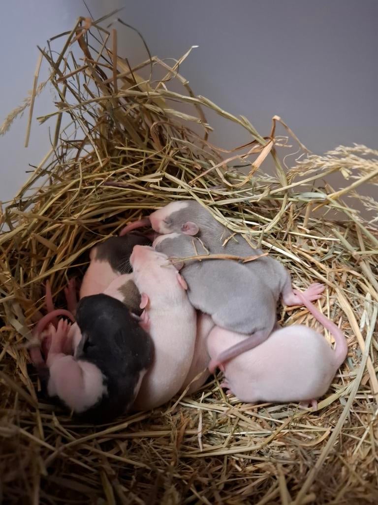 Tamme ratjes, Dieren en Toebehoren, Februari, Meerdere dieren, Rat