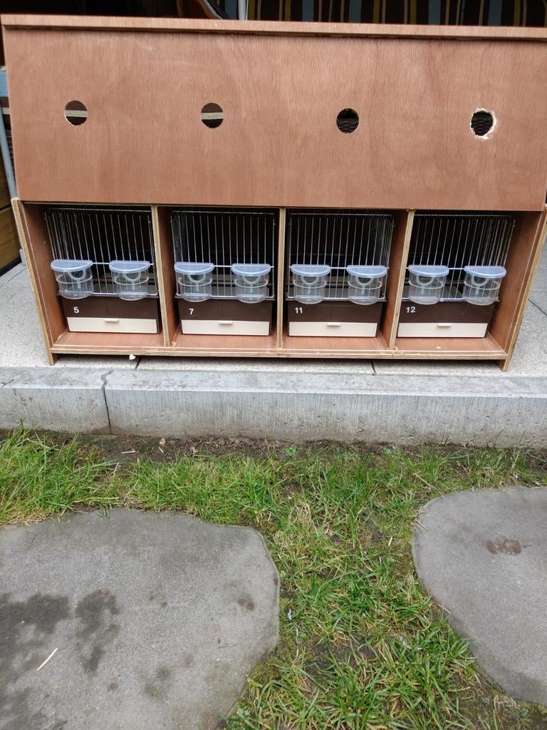 Transport kooi met 4 zangkooien., Dieren en Toebehoren, Vogels | Kanaries