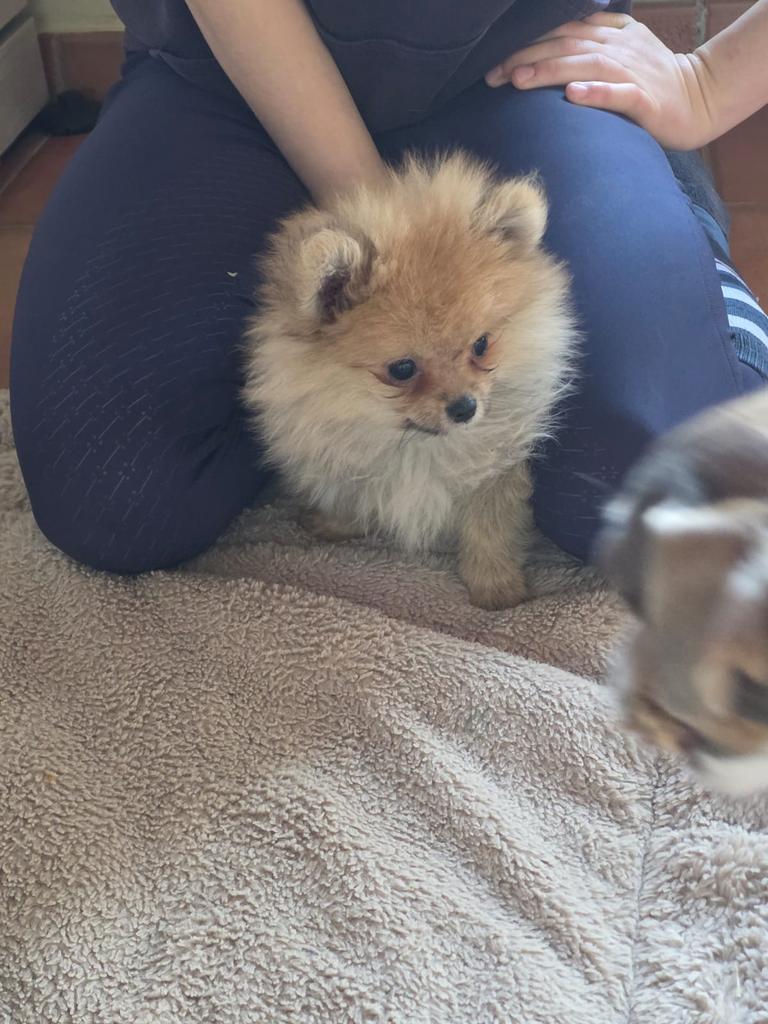 Sweet Pretty Pomeranians 1999, Animaux & Accessoires, Chiens | Huskys, Loulous & Types primitifs, Belgique, Plusieurs, Hépatite contagieuse (maladie de Rubarth)