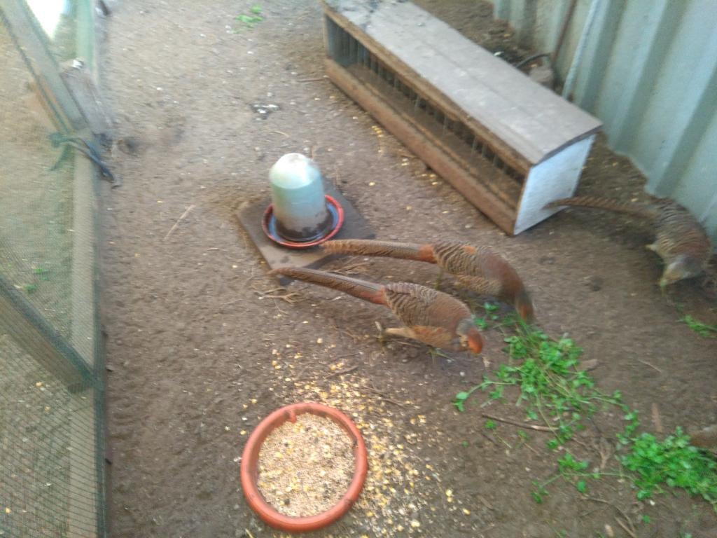 goud fazanten, Mei, Meerdere dieren
