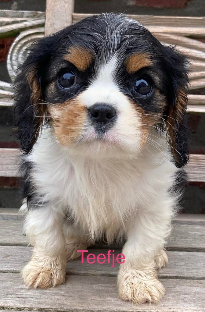 Cavalier king charles pups, Dieren en Toebehoren, Parvo, België, Overige rassen, 8 tot 15 weken