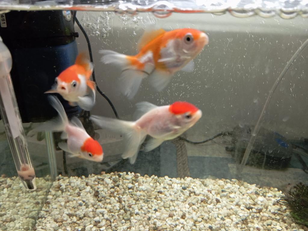 Goudvis, Dieren en Toebehoren, Goudvis(sen)