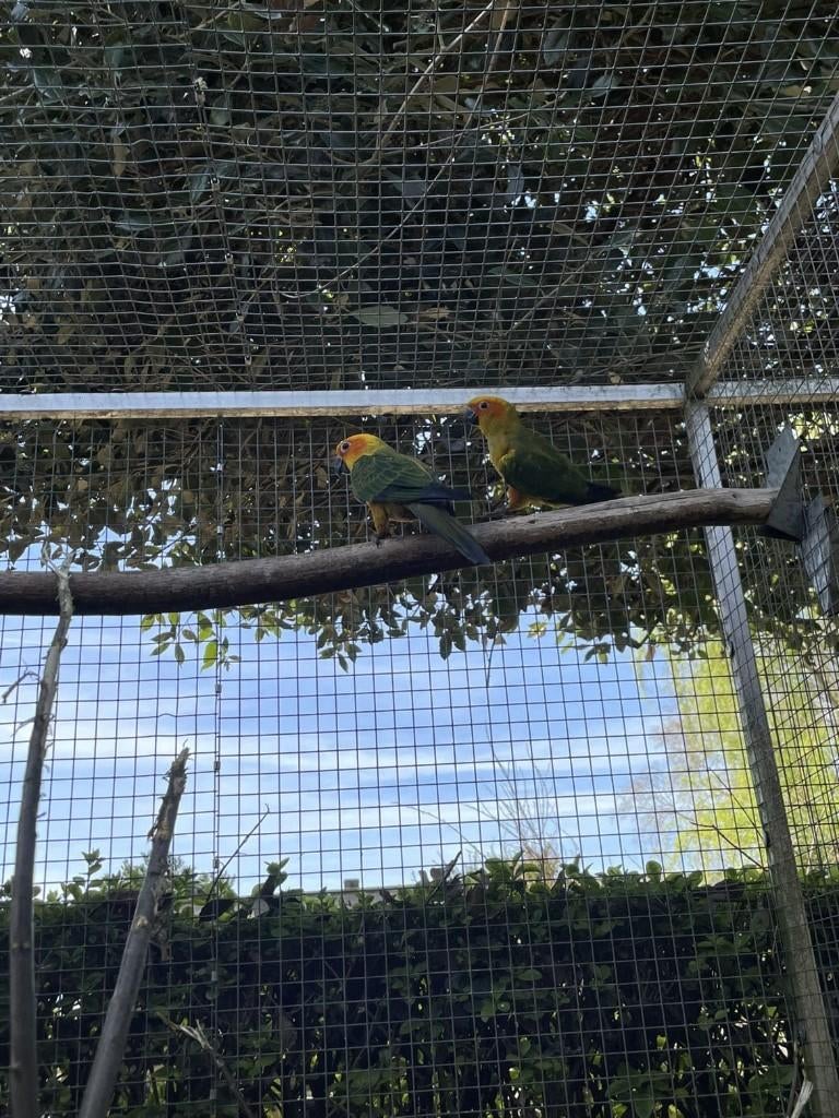 perruche, Femelle, Perruche, Bagué
