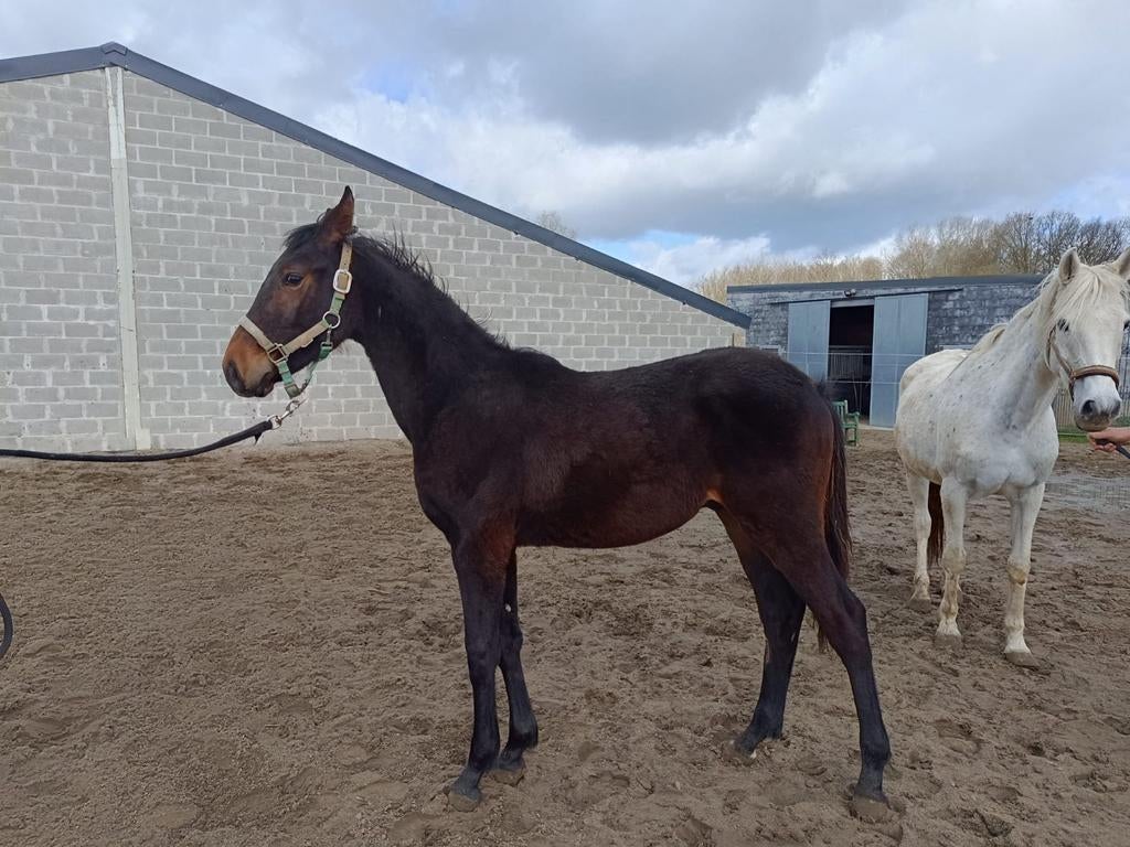 Jaarling hengst, Animaux & Accessoires, 165 à 170 cm, Avec pedigree, Étalon, 0 à 2 ans