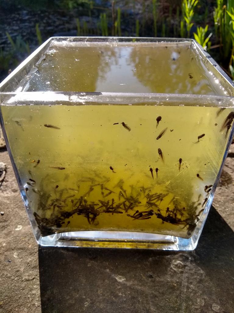 Pas geboren kikkertjes gratis in Sint Niklaas.