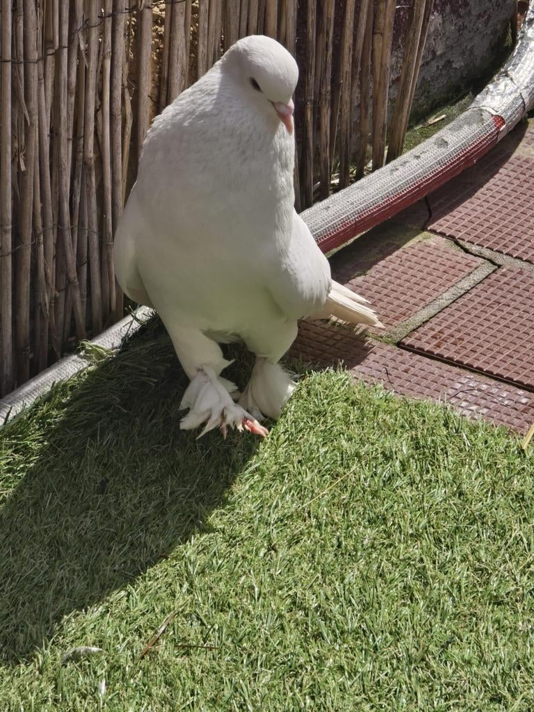 Witte turkse takla duif