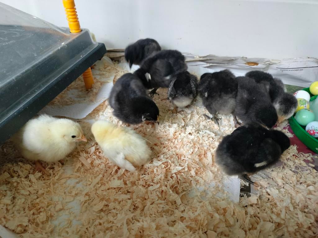 Kuikens kruisingen, Dieren en Toebehoren, Pluimvee