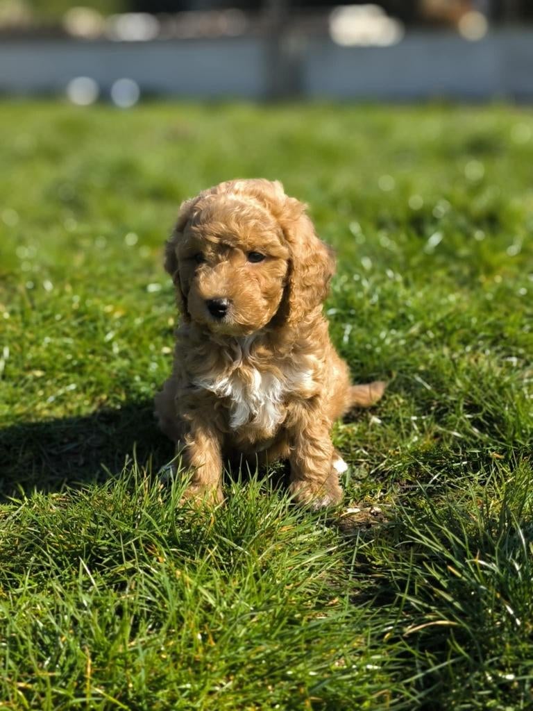 Prachtige Cockapoo pupjes bij ons geboren!!, Parvo, België, 8 tot 15 weken, Meerdere