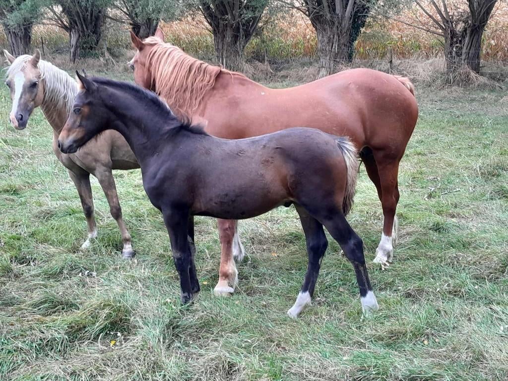 Best bewegende,mooie welsh partbred jaarling hengst., Dieren en Toebehoren, Met stamboom, Dressuurpony, Niet van toepassing, 0 tot 2 jaar
