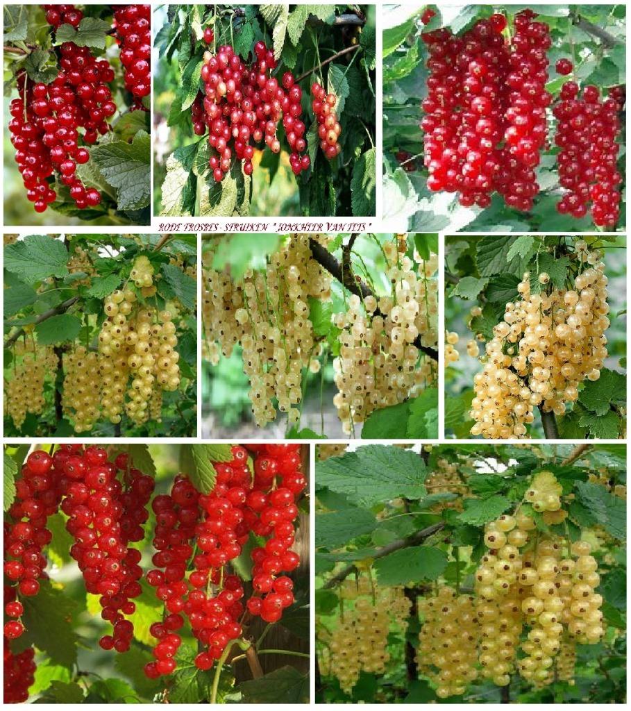 ARBUSTES GROSEILLES ROUGES ACTION 5 POUR 15€, Jardin & Terrasse, Plantes | Jardin, Plante fixe, Plantes fruitières, Printemps