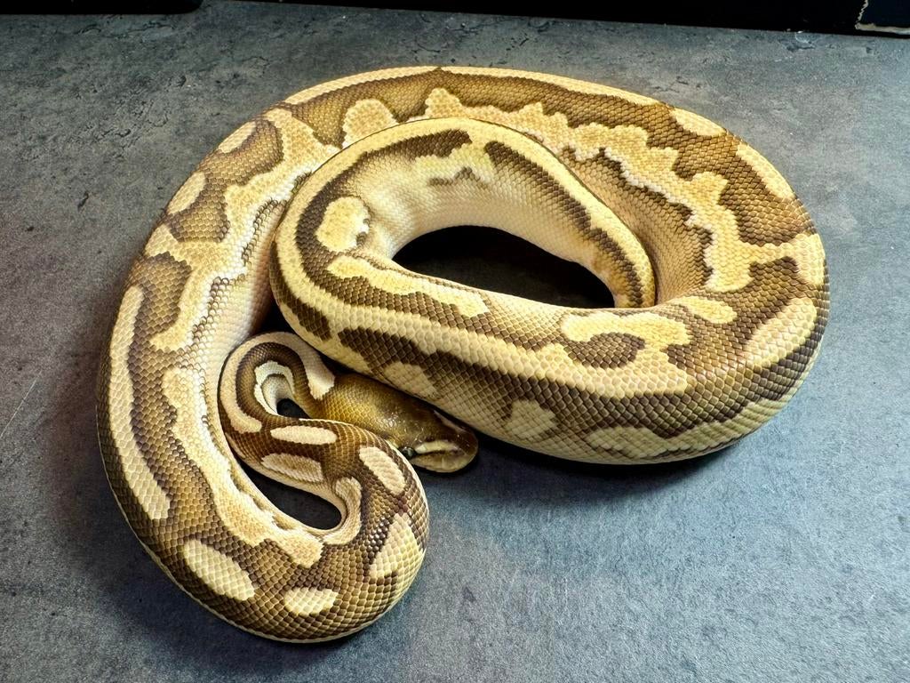 Koningspython man butter het hypo het piebald, Animaux & Accessoires, Serpent, Domestique, 0 à 2 ans