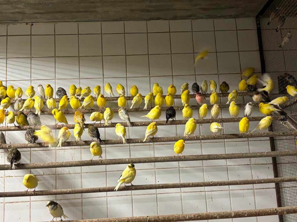 Kanaries, exoten en parkieten