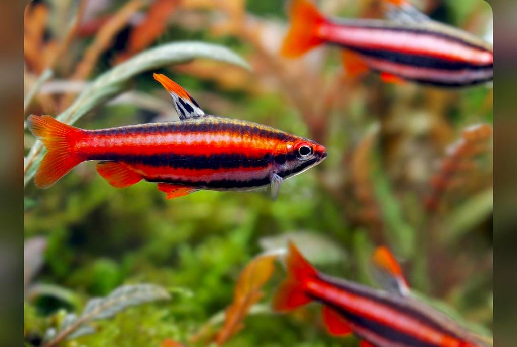 Koraal rode Nannostomus Mortenthaleri - Belgische nakweek!, Dieren en Toebehoren, Vissen | Aquariumvissen, Vis, Zoetwatervis, Schoolvis