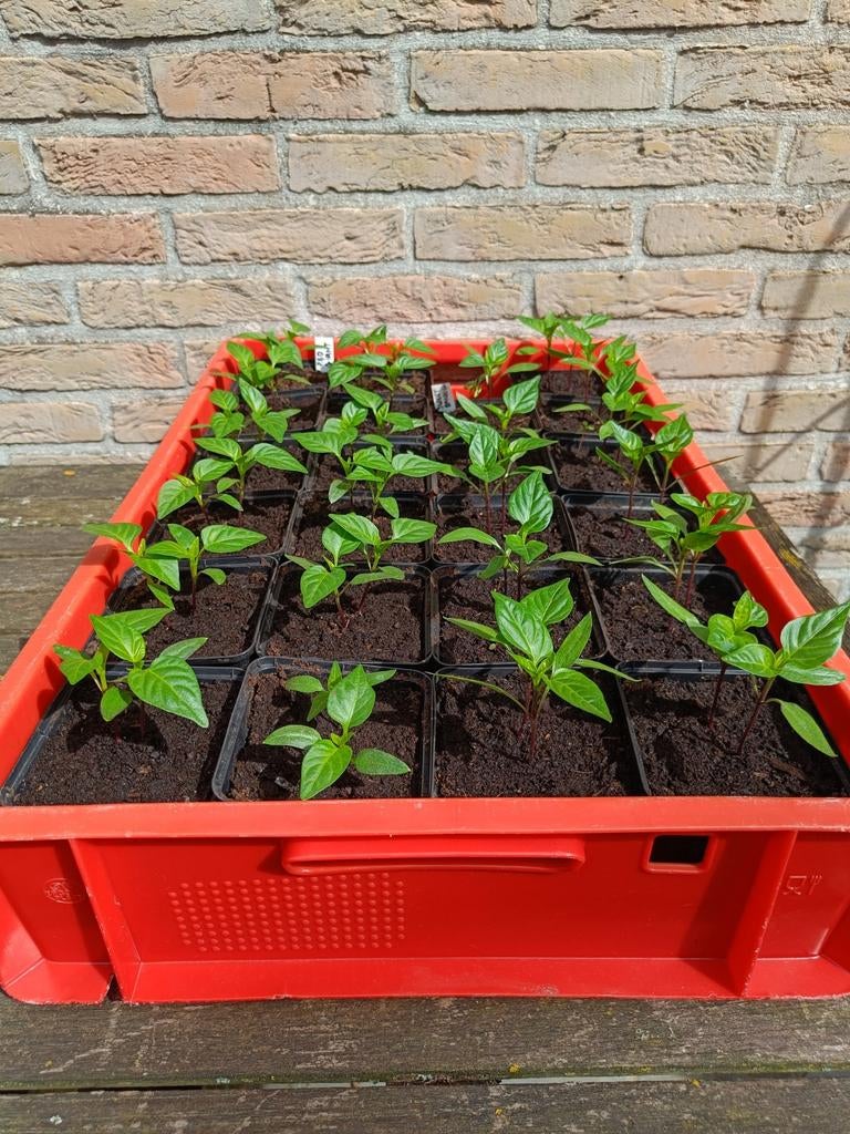 Paprika plant, verschillende soorten beschikbaar, Ophalen