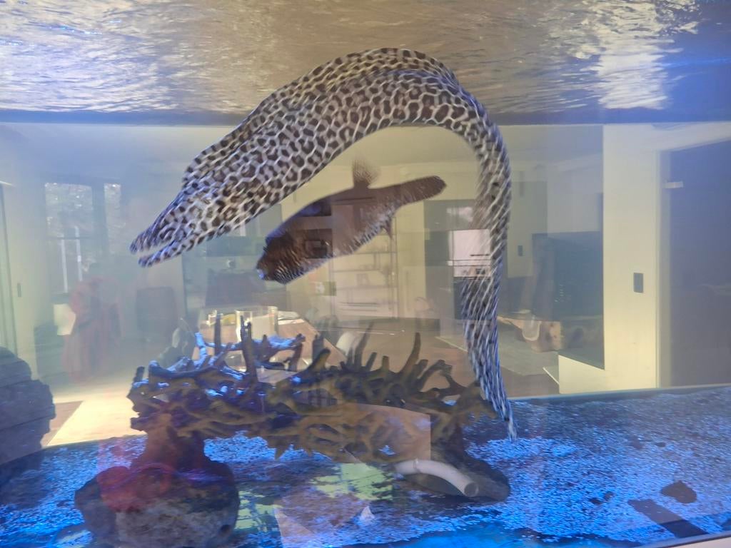 Luipaard murene / kogelvis mappa, Enlèvement ou Envoi