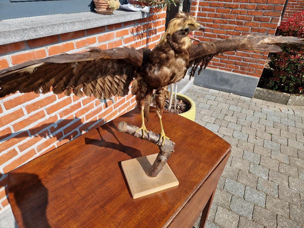 Taxedermie opgezette Roofvogel, Ophalen of Verzenden, Zo goed als nieuw, Vogel, Opgezet dier