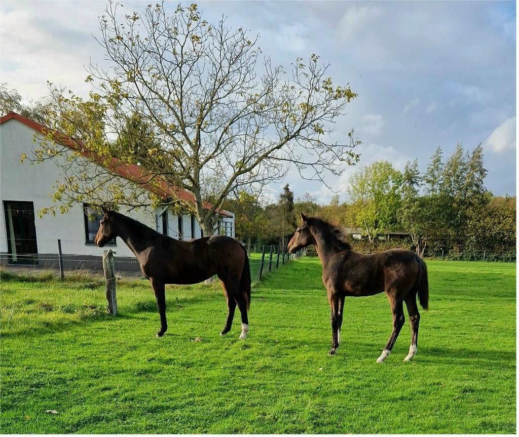 2 jarige merrie en jaarling hengst van Pifte vh houtemhof, Dieren en Toebehoren, Paarden, Meerdere dieren, 0 tot 2 jaar, Met stamboom