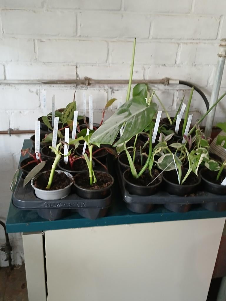 Boutures de plantes d'intérieur, Maison & Meubles, Plantes d'intérieur, Enlèvement