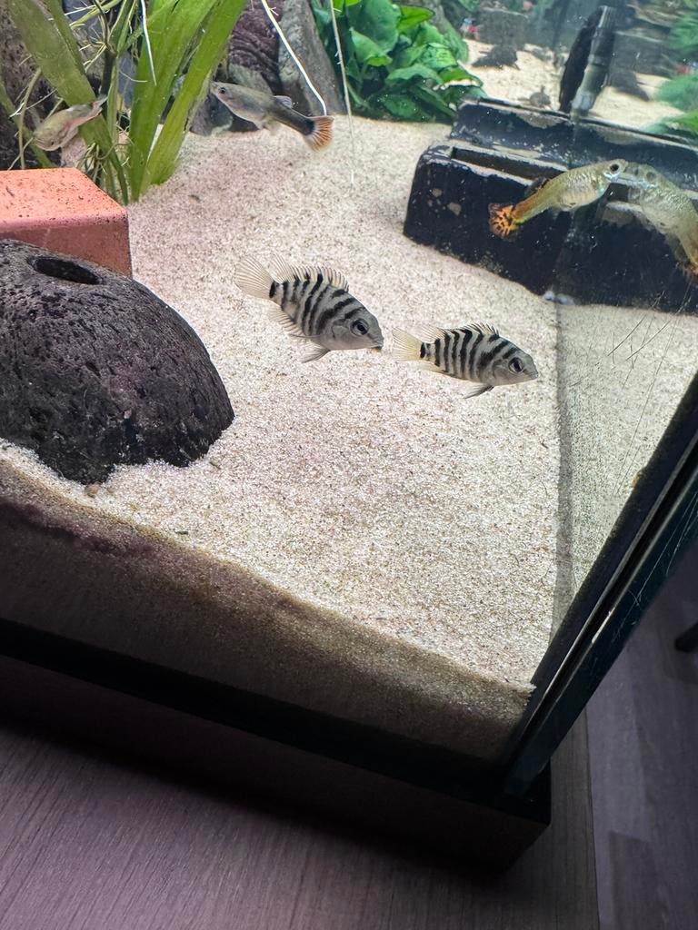 Kleine malawi zebra cicliden tekoop