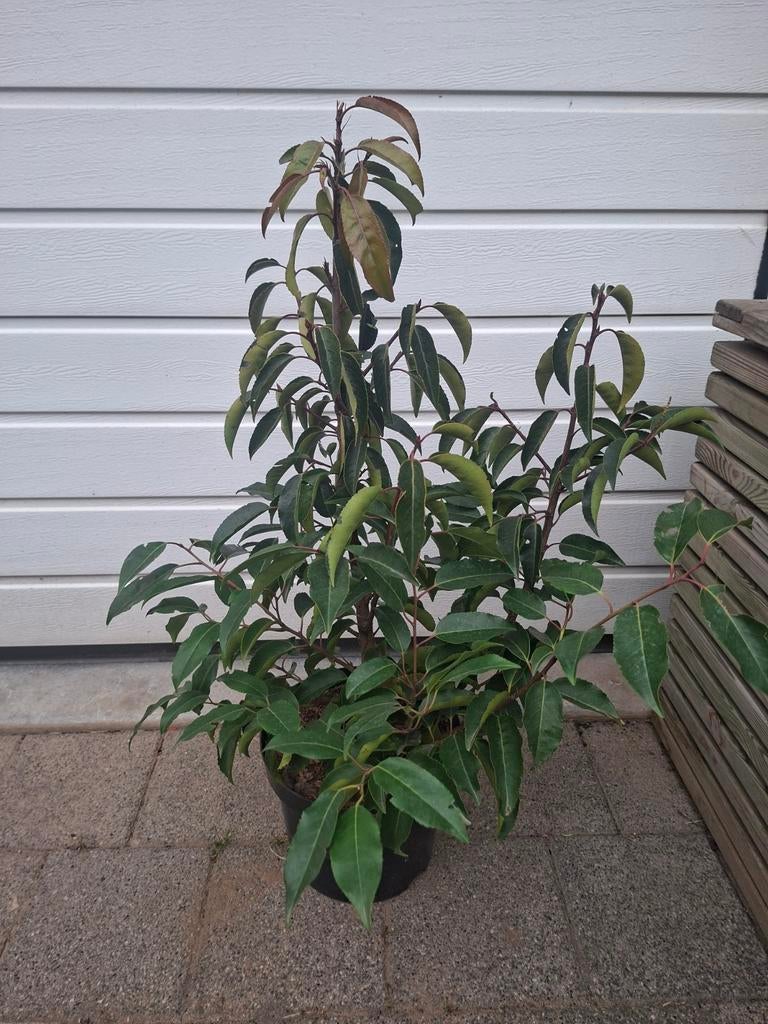 Portugese Laurier, Enlèvement, Laurier