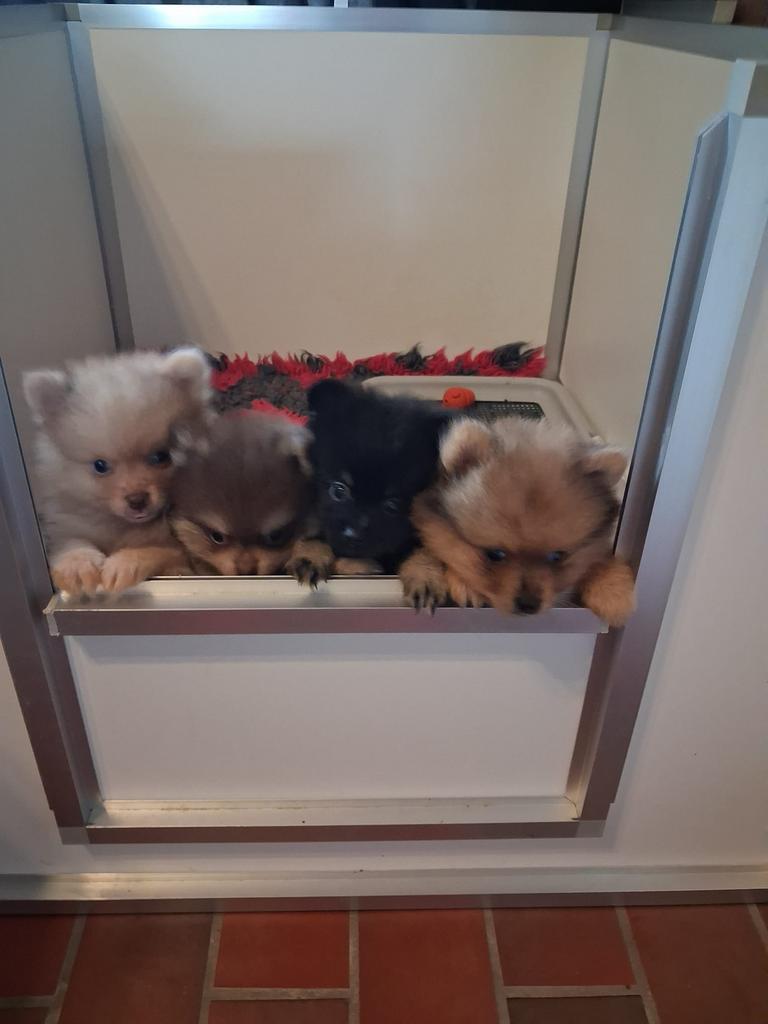 Prachtige raszuivere pomeriaan reutjes, Dieren en Toebehoren, Parvo, België, Particulier, Keeshond