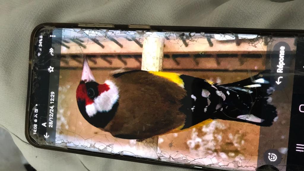 Chardenneret parva, Vrouwelijk, Wildzangvogel, Geringd