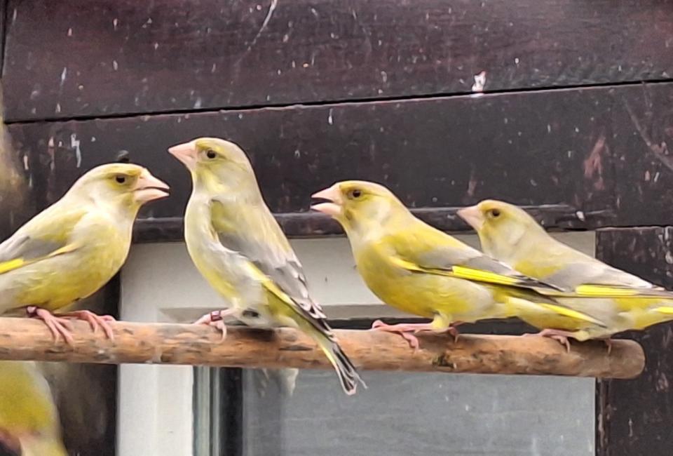 Gezocht: koppel groenvinken/groenlingen, Animaux & Accessoires, Oiseaux | Oiseaux Autre, Plusieurs animaux, Oiseau chanteur sauvage