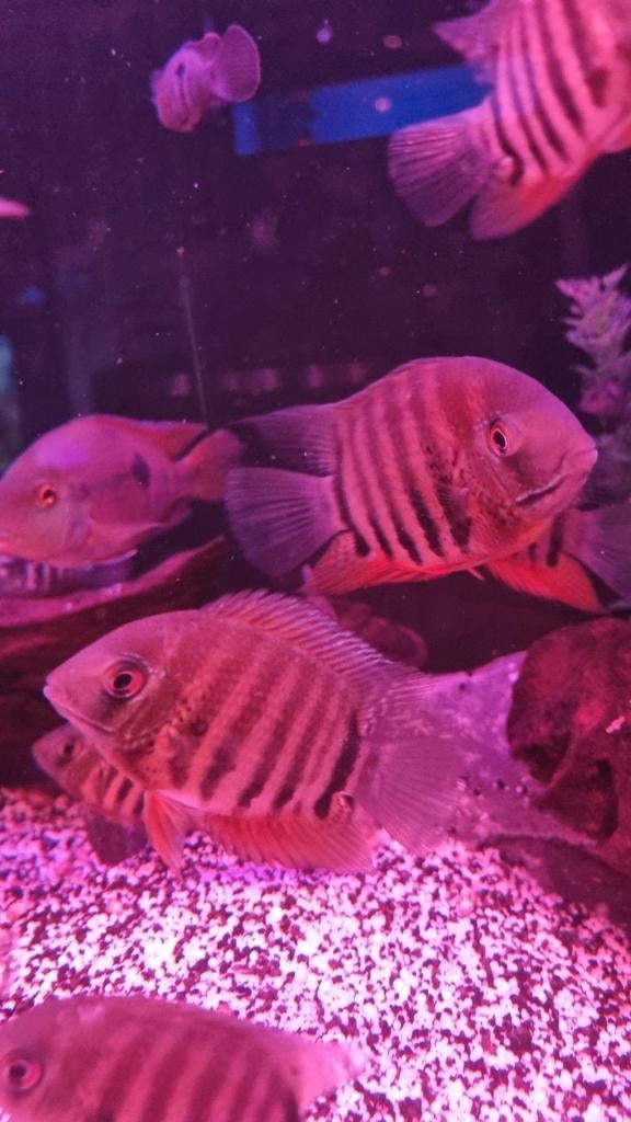 Zuid amerikaanse chichliden