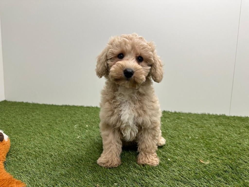 Maltipoo pups, België, 8 tot 15 weken, Parvo, Meerdere