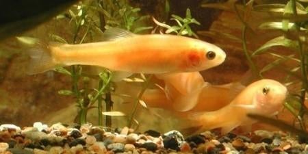 Goudelrits/ golden minnow/ waterlelievisje 5/7cm, Dieren en Toebehoren, Vissen | Aquariumvissen