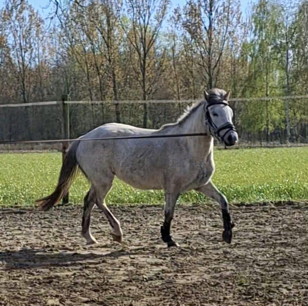 pony, Dieren en Toebehoren, Pony's, Merrie, Met stamboom, Springpony, 3 tot 6 jaar