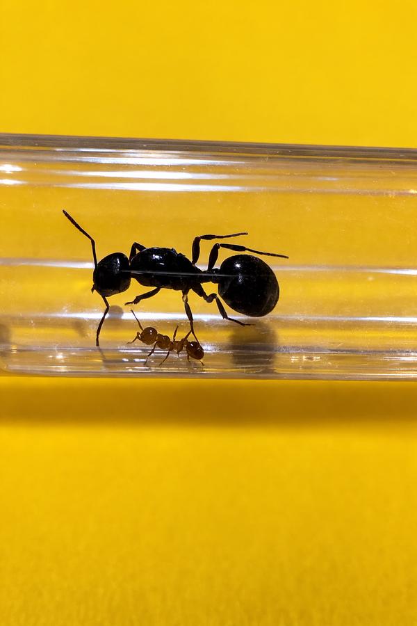 Messor Wasmanni, reine des fourmis avec 1 à 5 ouvrières, Fourmis
