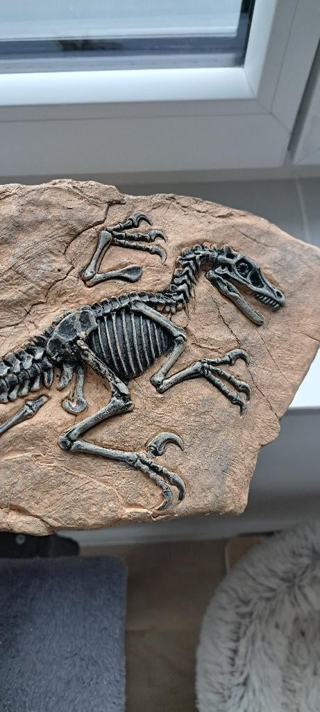 Réplique en résine d’un fossile de Vélociraptor, Enlèvement ou Envoi, Fossile