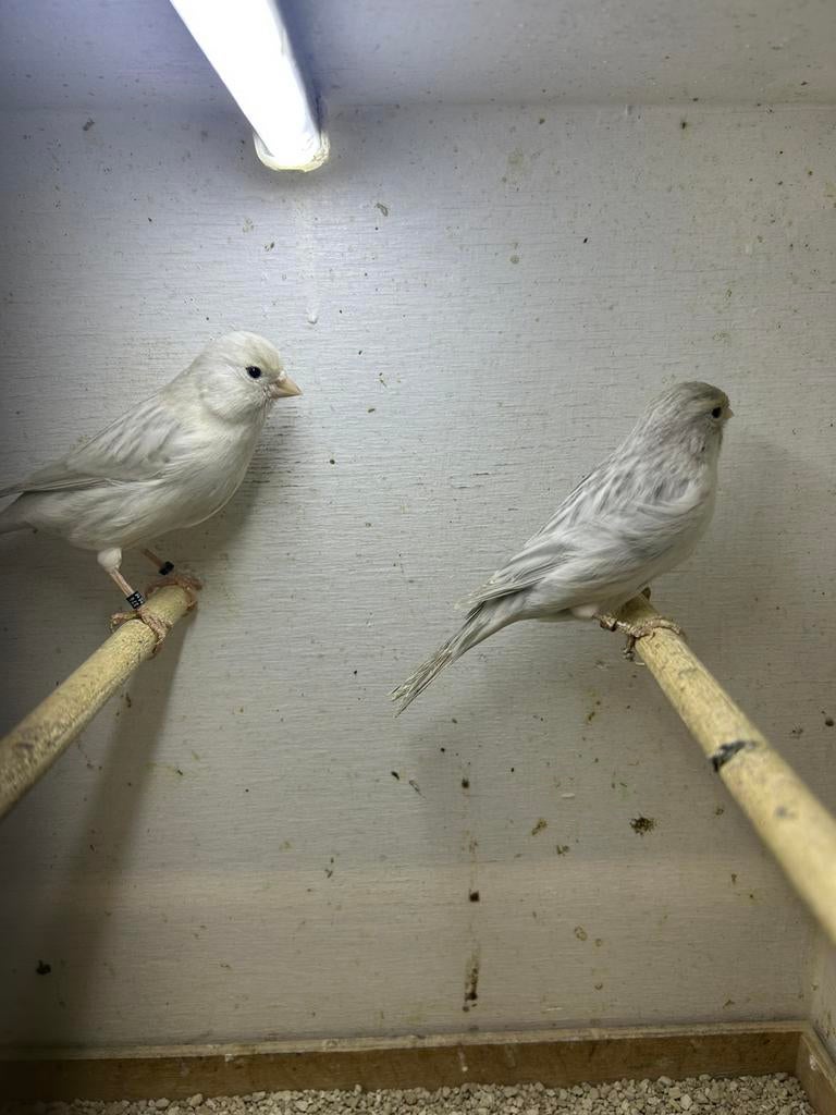 Koppel Agaat Opaal Wit, Dieren en Toebehoren, Vogels | Kanaries, Meerdere dieren, Kleurkanarie