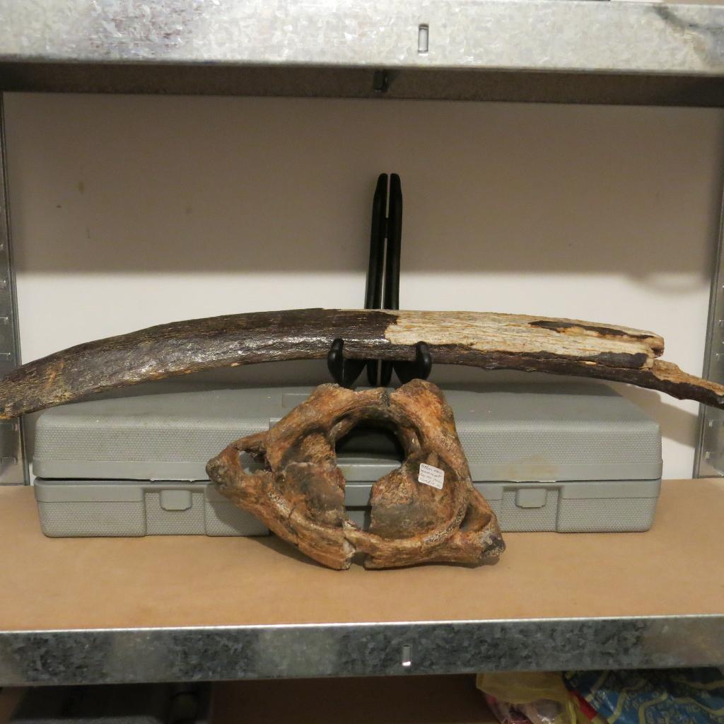 Mammoet Rib, Verzamelen, Mineralen en Fossielen, Ophalen, Fossiel