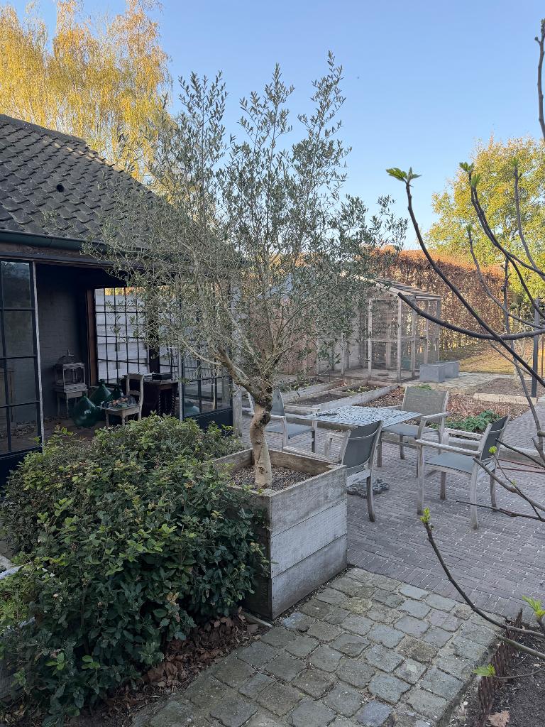 Olijfboom, Tuin en Terras, Ophalen, Olijfboom, 100 tot 250 cm