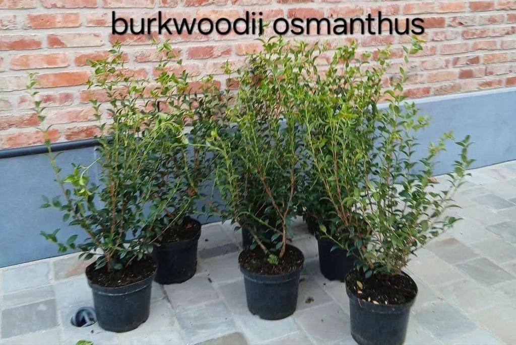 ‼️osmanthus Burkwoodii 40/60 aan promoprijzen ‼️, Enlèvement, Taxus