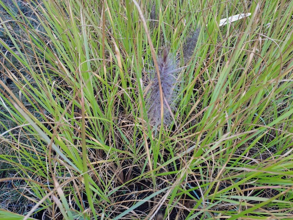 siergrassen, Tuin en Terras, Planten | Tuinplanten, Ophalen, Siergrassen