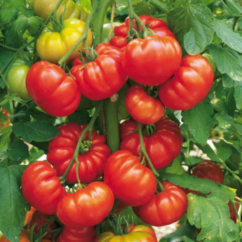 5 graines de tomates Marmande - tomate à viande, Jardin & Terrasse, Bulbes & Semences, Envoi, Printemps, Graine