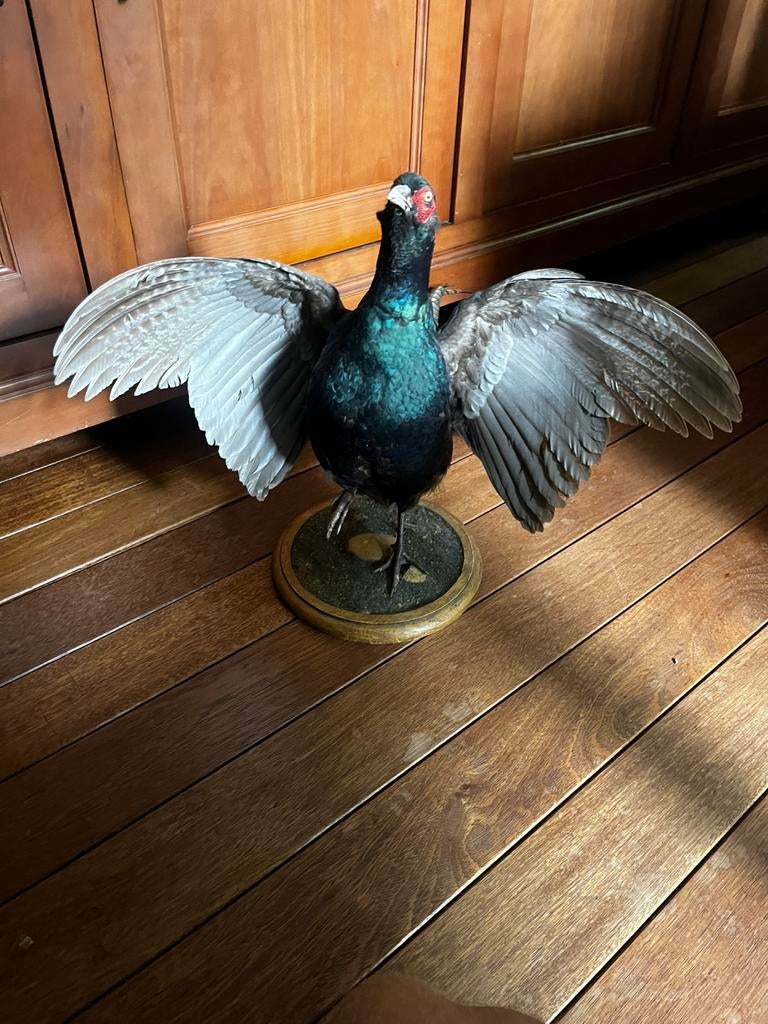 Opgezette zwarte fazant, Enlèvement, Comme neuf, Oiseaux, Animal empaillé