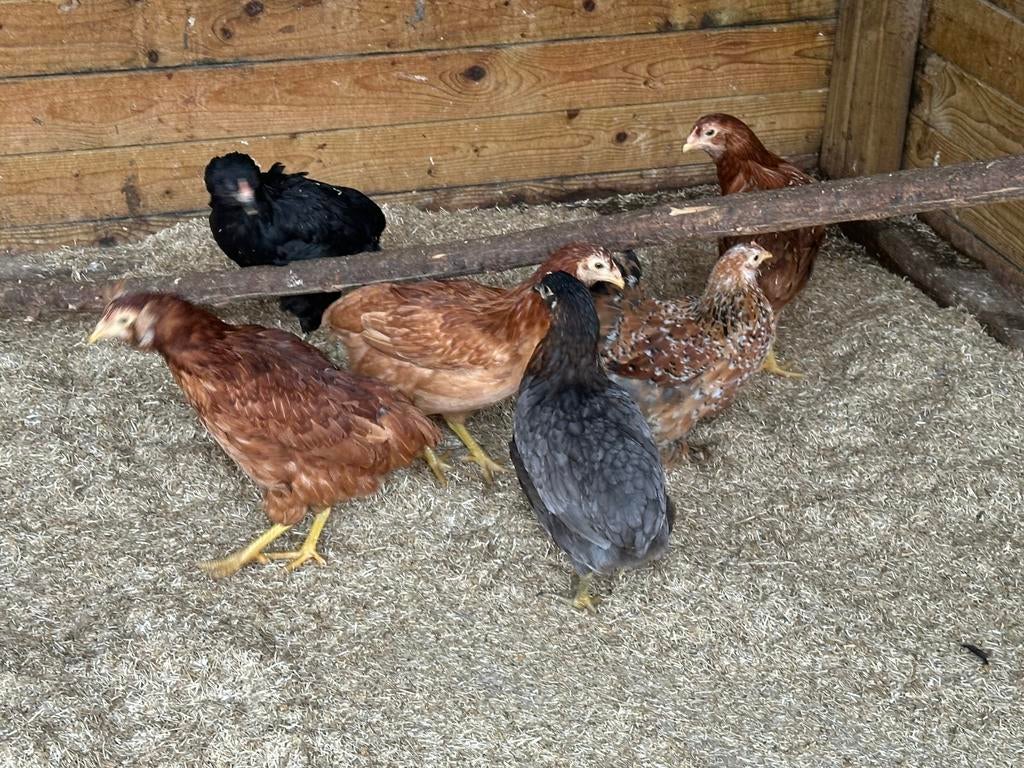 Araucana: jonge hennen