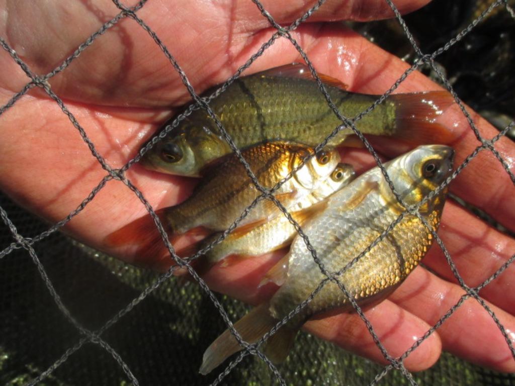 poisson rouge noir, carassin de 7 à 20 cm à partir de 1€/piè, Animaux & Accessoires, Poissons | Poissons d'étang, Carpe ou Koï