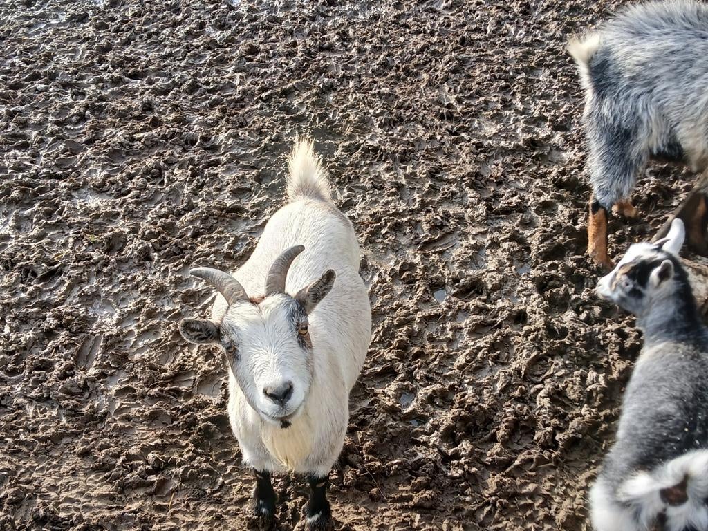 Chèvre à vendre, Enlèvement