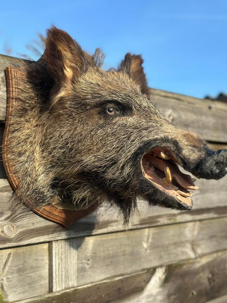 Taxidermie wild everzwijn, Ophalen