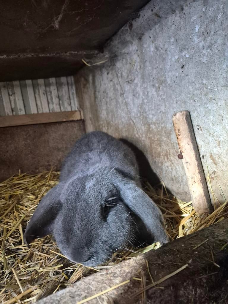 Franse hangoor, Oreilles tombantes