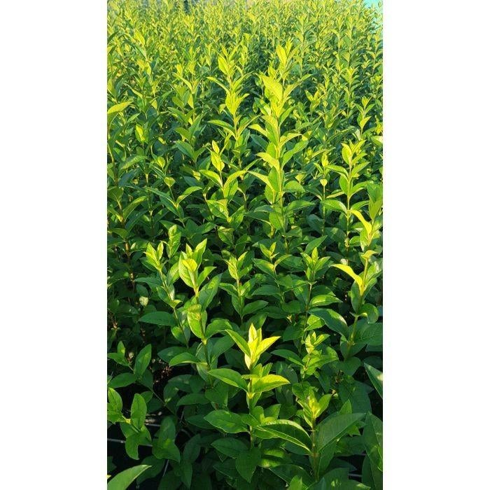 Ligustrum ovalifolium (troène) environ 150 cm, Jardin & Terrasse, Enlèvement, Troène