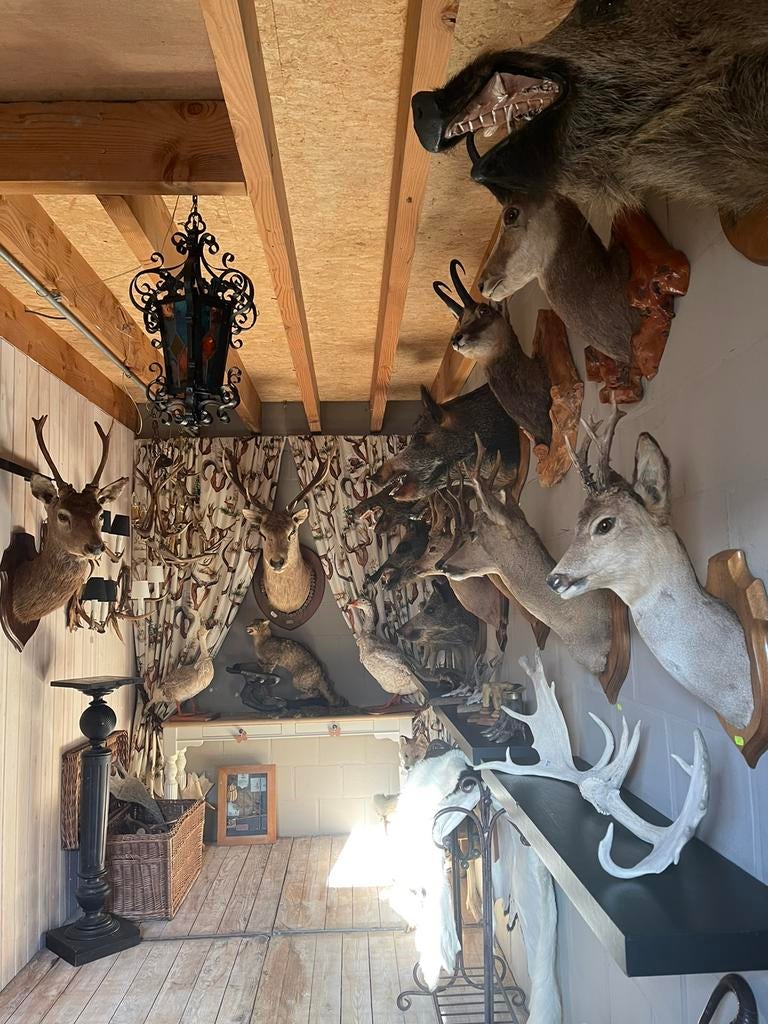 TAXIDERMIE - Mooie Opgezette Koppen !!!, Verzamelen, Ophalen of Verzenden, Gebruikt, Wild dier, Gewei of Kop